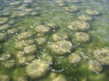 007-IMG_0778.JPG.small.jpeg