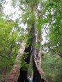 049-IMG_0992.JPG.small.jpeg