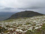 144-IMG_1274.JPG.small.jpeg
