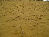 191-IMG_1511.JPG.small.jpeg
