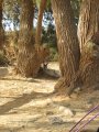 317-IMG_1883.JPG.small.jpeg