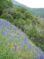 img137.jpeg.small.jpeg