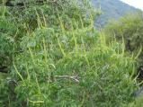 img138.jpeg.small.jpeg