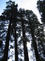img337.jpeg.small.jpeg
