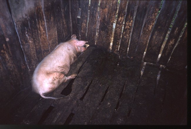 ../previews/014-15_pig.jpeg.medium.jpeg