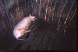 thumbnails/014-15_pig.jpeg.small.jpeg