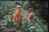 ../thumbnails/031-32_baccy_hole.jpeg.small.jpeg