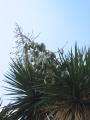 img038.jpeg.small.jpeg