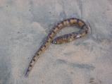 img048.jpeg.small.jpeg