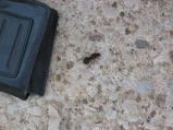 img074.jpeg.small.jpeg