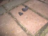 img036.jpeg.small.jpeg