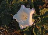 img015.jpeg.small.jpeg