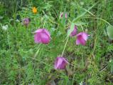 img036.jpeg.small.jpeg