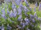 img042.jpeg.small.jpeg