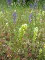 img053.jpeg.small.jpeg